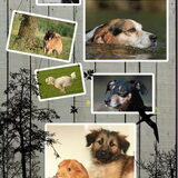 Foto van team Shadow