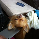 Op dit moment rolde ik van de bank van het lachen, maf beest is het ook…