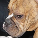 ZaZou