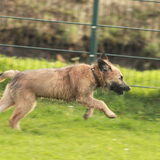 Foto van team Shadow