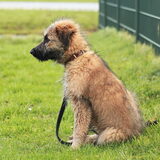 Foto van team Shadow