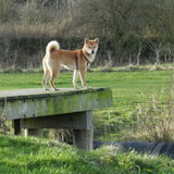 Kenai