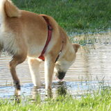Kenai