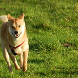 Kenai