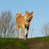 Kenai
