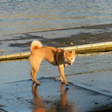 Kenai