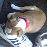 hahha tyra was toen in mijn schoen in slaap gevallen !