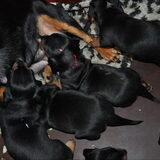 bouli in het nestje bij mamma