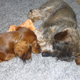 Foto van Greetje & Odie