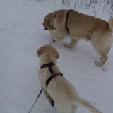 Foto van Brenda & Buddy & Bobby & Onyx