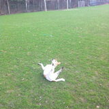 rollen