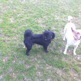 Foto van Sabine en Mini Max