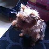 Misty met 2 staartjes in:)