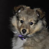 We hebben sinds kort onze diva Kyra. Echt een super leuk sheltie…