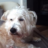 benjike mijn lieve hond