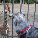 Dierenpark Amersfoort
