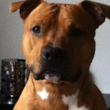 Foto van Buddha en Pip