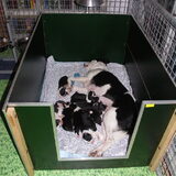 Pups 1,5 week oud