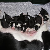 Pups 1,5 oud