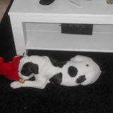 Spelen