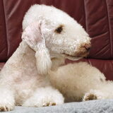 Foto van Kennel  O´DUNLAITH