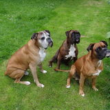 Mijn 3 schatten, Lisa 2jaar, Jules 10jaar, Scottie 4 jaar.