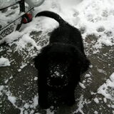 De eerste sneeuw van lana !!!