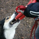 Mmmm, Layla wilde de frisbee niet loslaten... dus dan negeer je het…