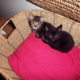 De twee vriendjes en kindjes van opa snuffe, Tommie en Tijgert