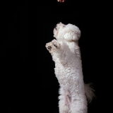alvast oefenen voor doggy dance