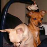 Sammy en Bibi op vakantie