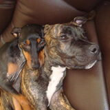 spyro en percy . percy onze pincher heeft niks beter gevonden dan op…