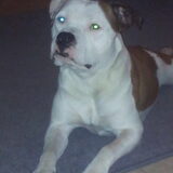 MIJN STAFFIE EVIL