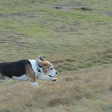 Dwight in actie