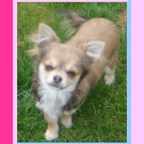 Chihuahualovers