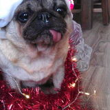 Norkie in kerstsfeer