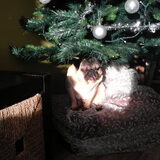 In t zonnetje onder de kerstboom