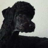 Foto van Mirjam en Curly Koda