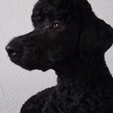 Foto van Mirjam en Curly Koda