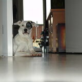 Foto van Bassie