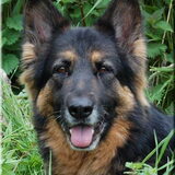 Lois van de Wolferskroon, helaas al overleden 04-05-2001-04-03-2011