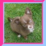 Foto van chihuahua lovers