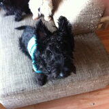 charley