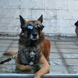 cool Doggie