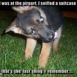 politie hond