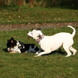 Foto van alex en lady