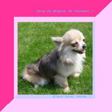 Foto van chihuahua lovers