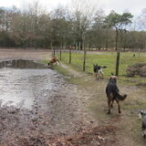 Ons wandelroedeltje levi,scooby,ybi en yvi.