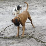 Scooby het takkenmonster,Turbo blijft op veilige afstand.