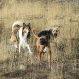 Scooby en levi kwamen een knappe collie tegen in het water.